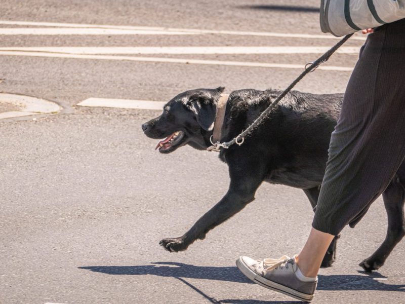 Hund Berlin