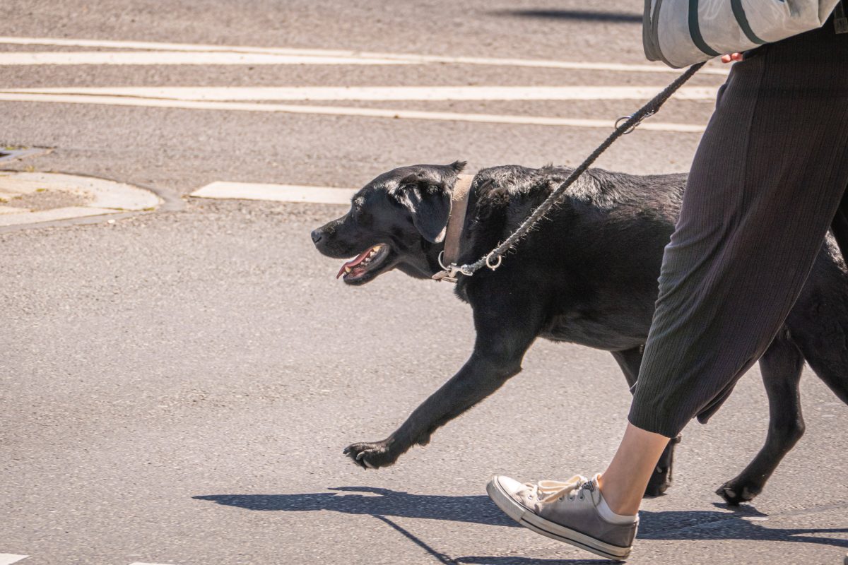 Hund Berlin