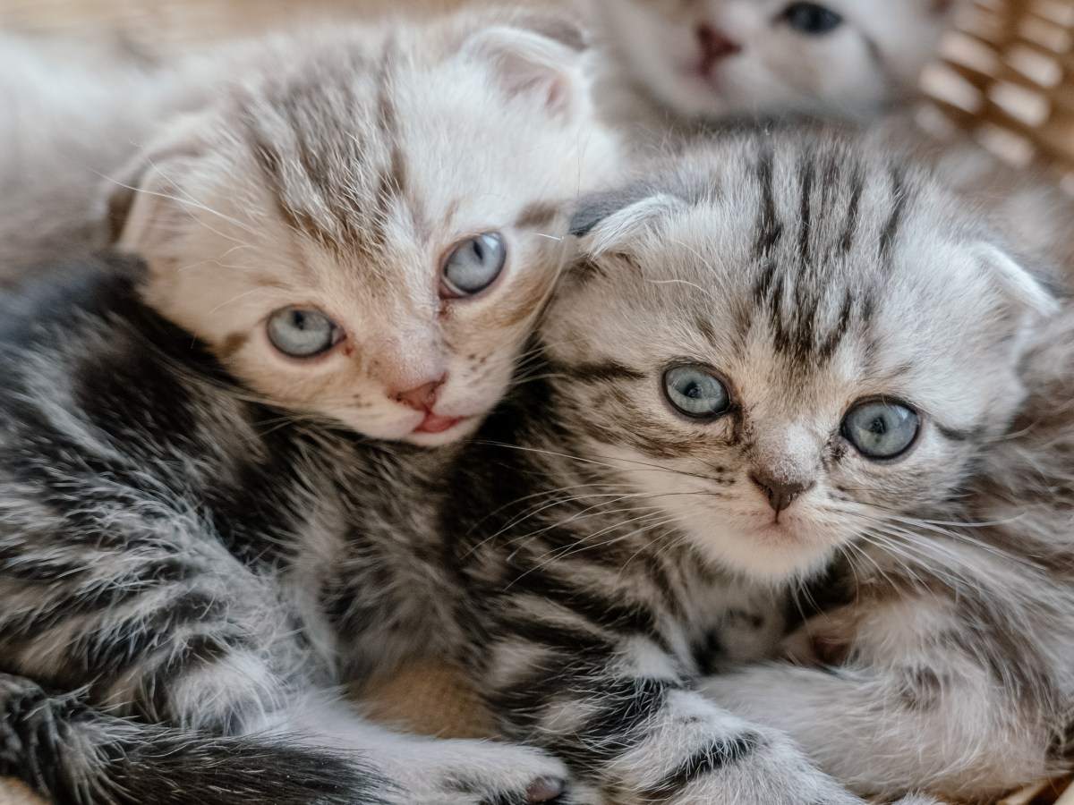 Scottish Fold Kitten