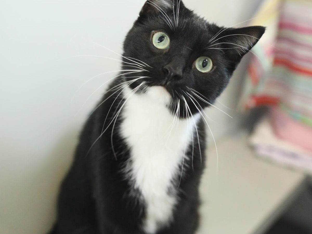 Tierheim Berlin Kater Tommy