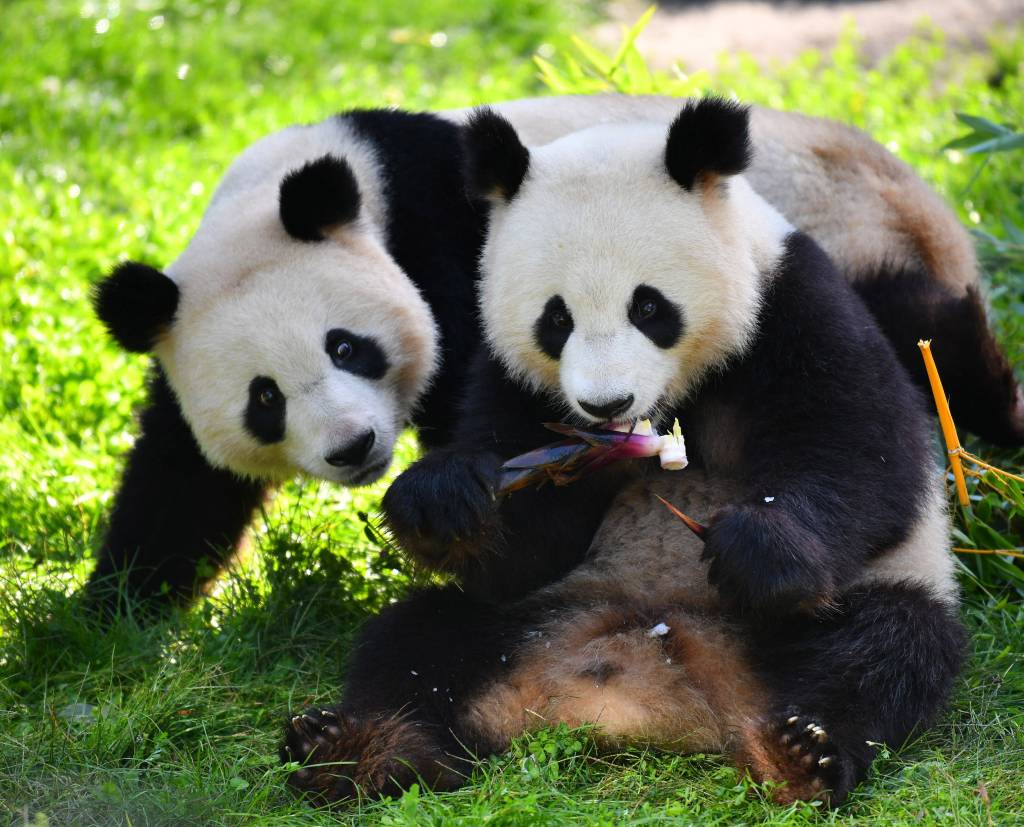 Panda-Zwillinge im Zoo Berlin