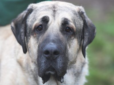 Hund aus dem Tierheim Berlin