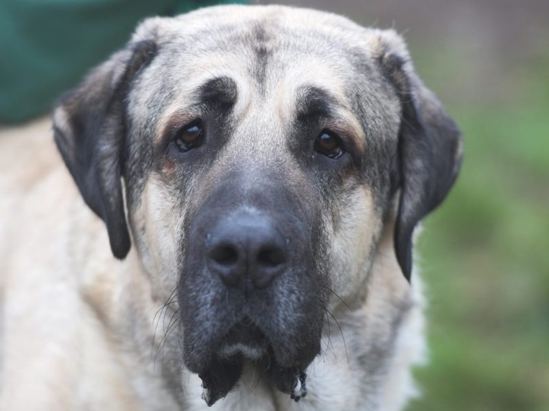 Tierheim Berlin am Limit – DARUM sind viele Hunde schwer vermittelbar