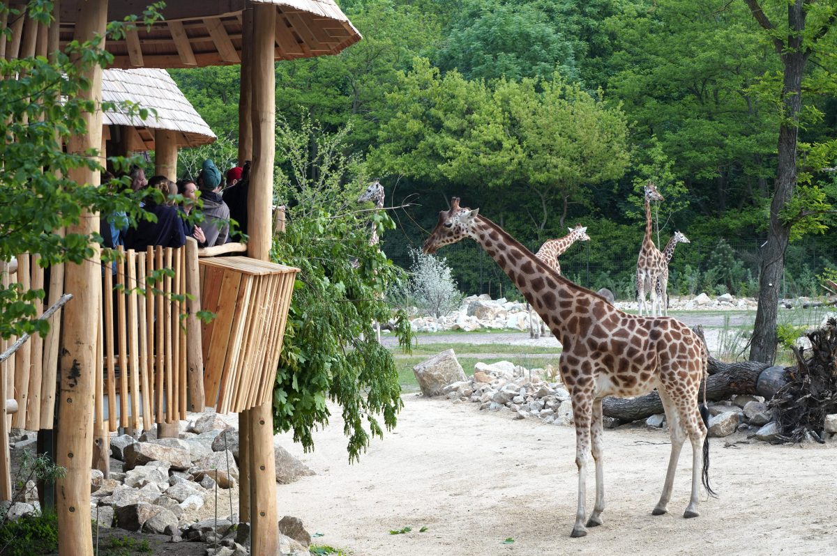 Zoo und Tierpark Berlin