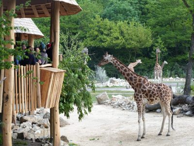 Zoo und Tierpark Berlin