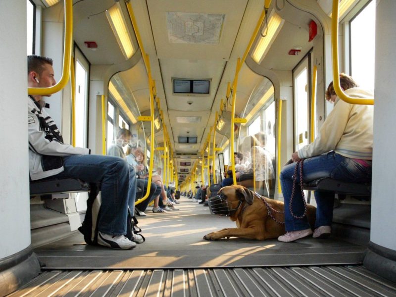 BVG: Berliner Hundehalter sind sich einig – „Unberechenbare Menschen“