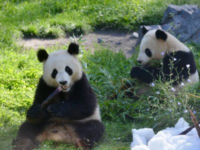 Zoo Berlin