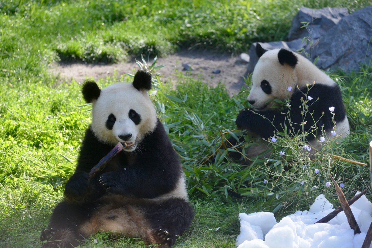 Zoo Berlin