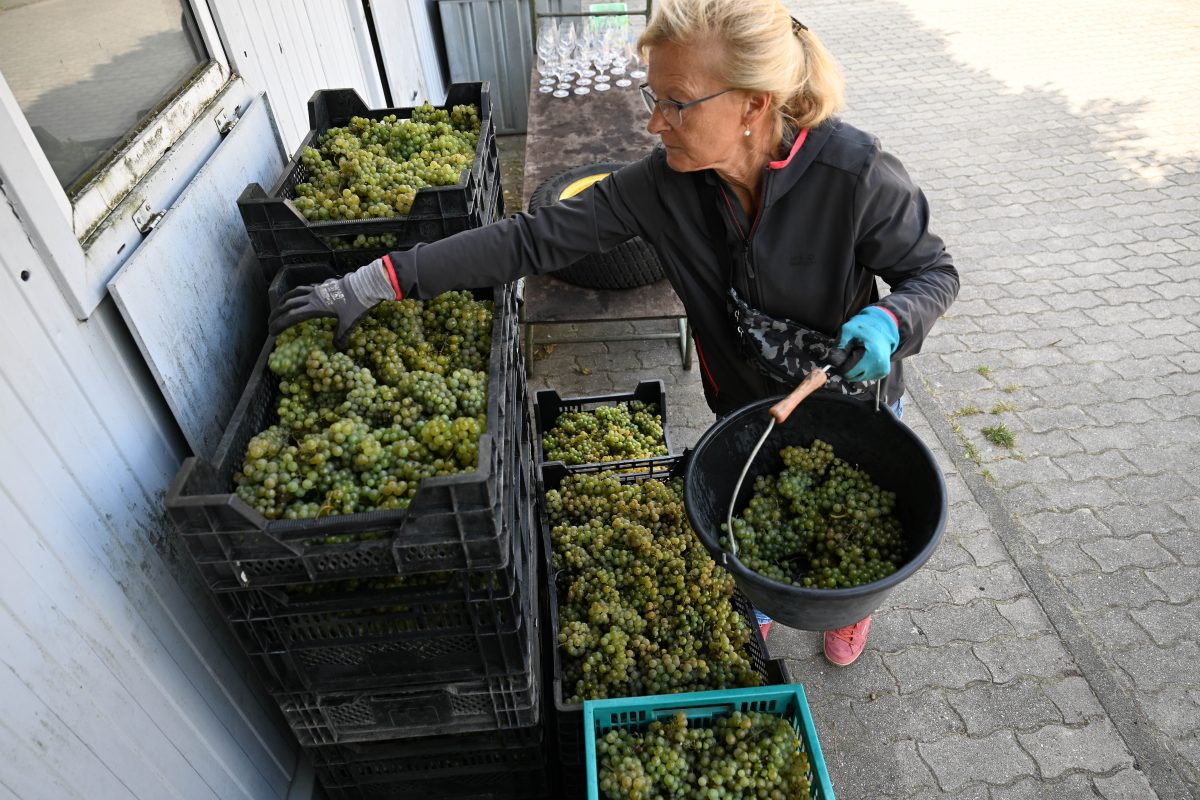 Weinlese auf dem Berliner Kreuzberg