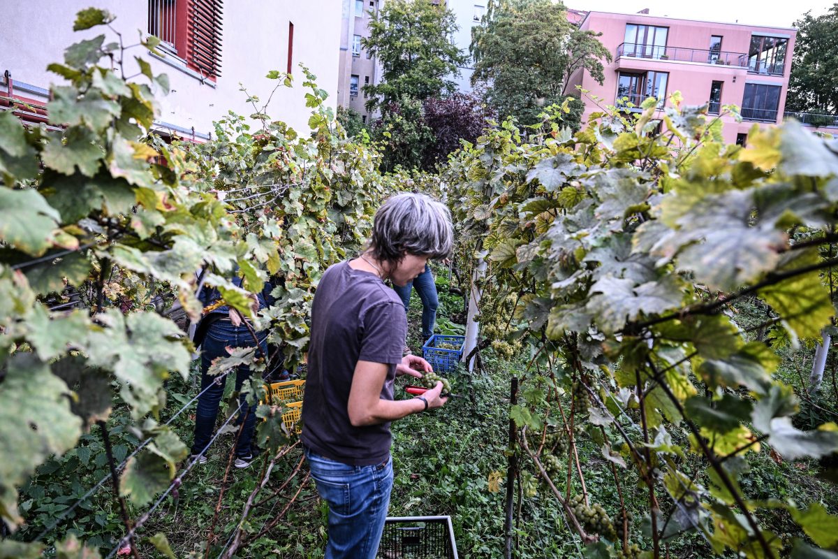 Weinlese auf dem Berliner Kreuzberg