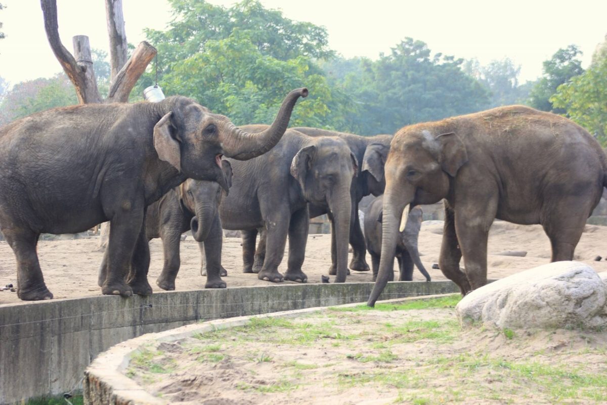 Zoo und Tierpark Berlin