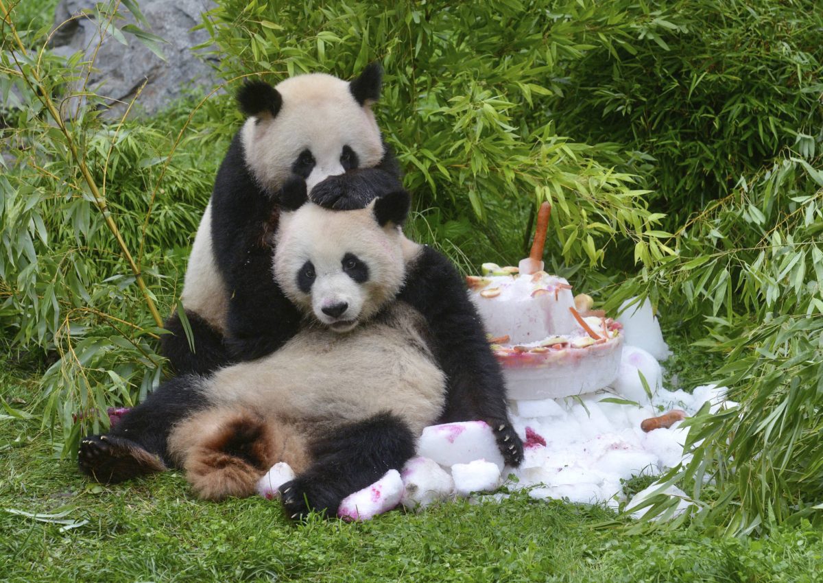 Pit und Paule noch im Zoo Berlin.