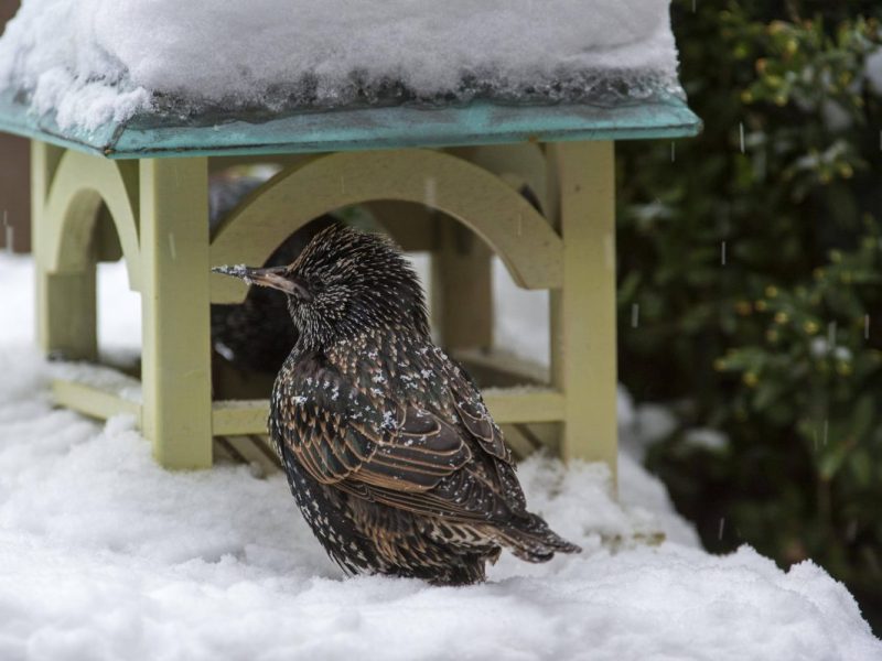Winter in Berlin: Soll man Vögel füttern oder lieber doch nicht?