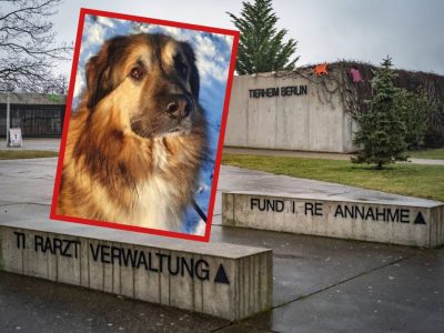 Tierheim Berlin