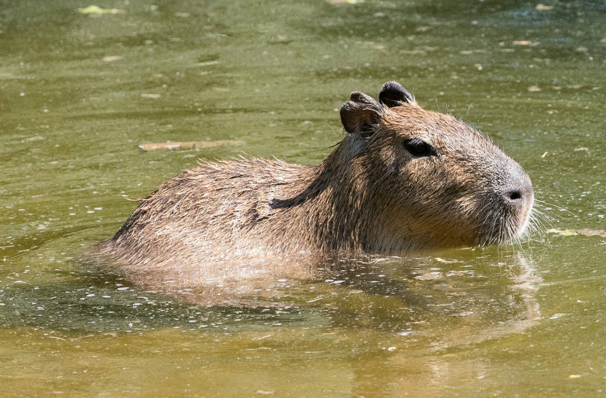 Zoo Berlin