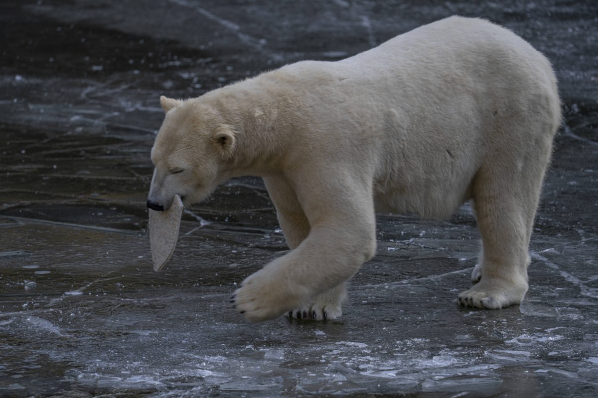 Zoo und Tierpark Berlin