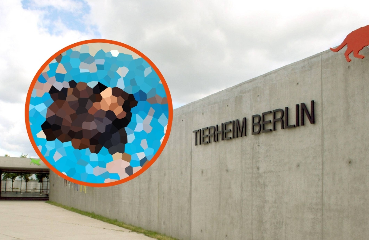 Tierheim Berlin