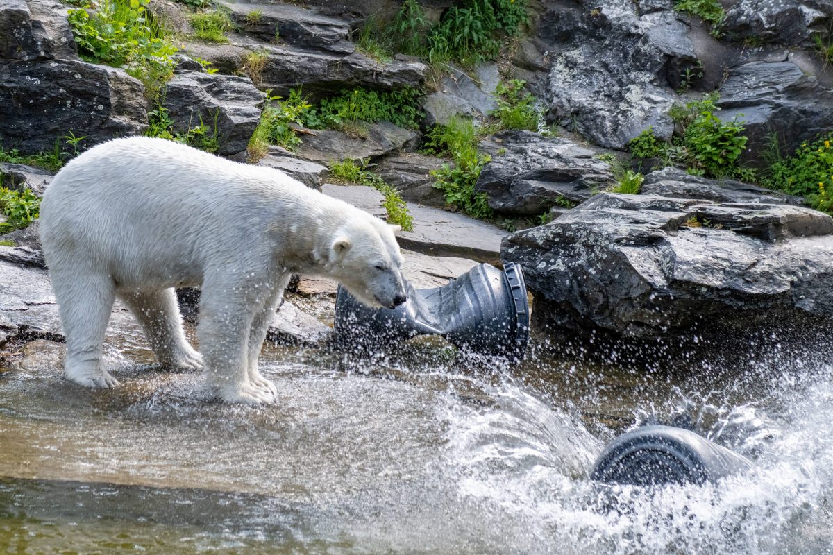 Zoo und Tierpark Berlin