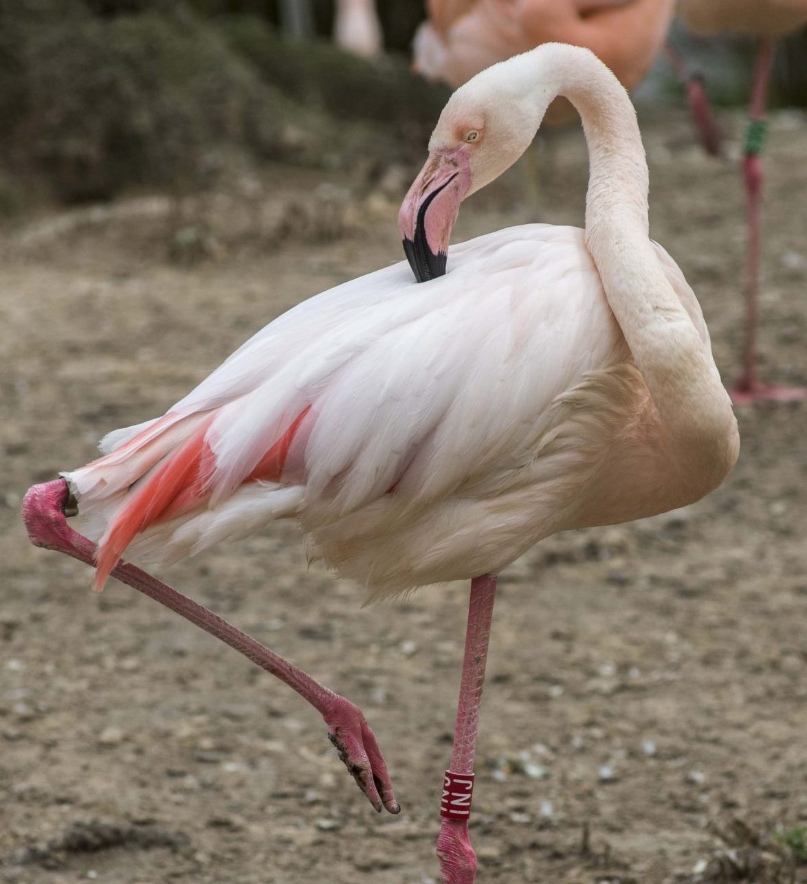 Zoo Berlin