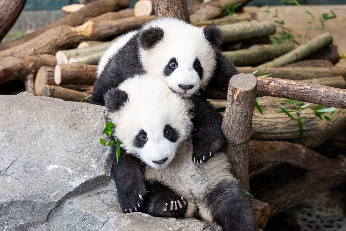 Zoo Berlin