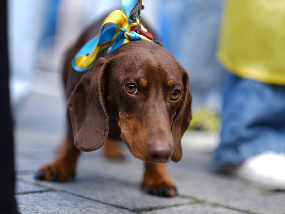 Hundehalter entsetzt! Grünen-Minister plant Dackel-Verbot