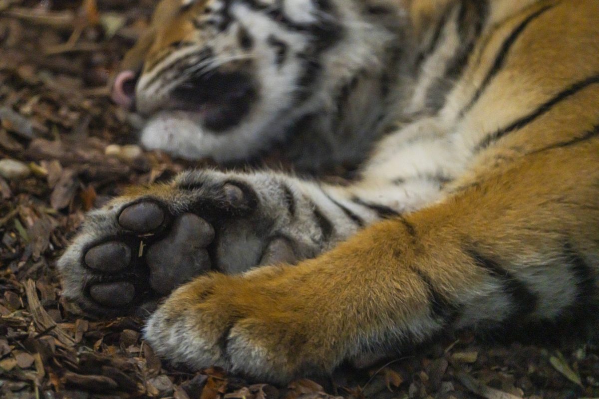 Tierpark Berlin