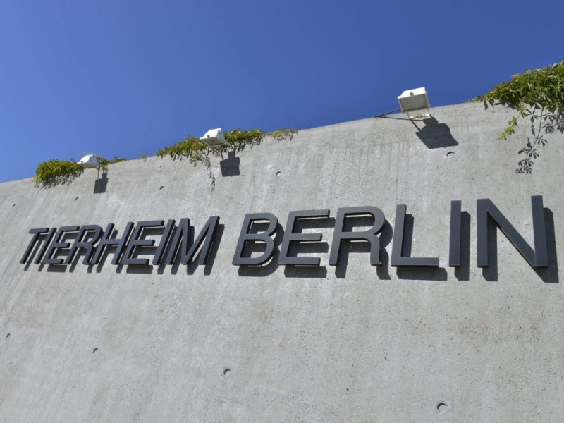Tierheim Berlin schlägt Alarm: „Wartezeit kann bis zu einem Jahr betragen“