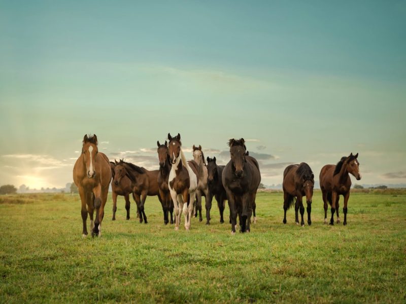 Fressnapf: Experten raten – diese Pferde sind für Anfänger besonders gut