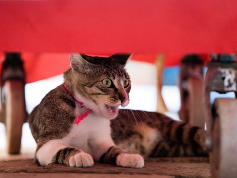 Tierheim Berlin: Katzenhasser mit heftiger Drohung – „Falls das Tier wieder bei uns erscheint…“
