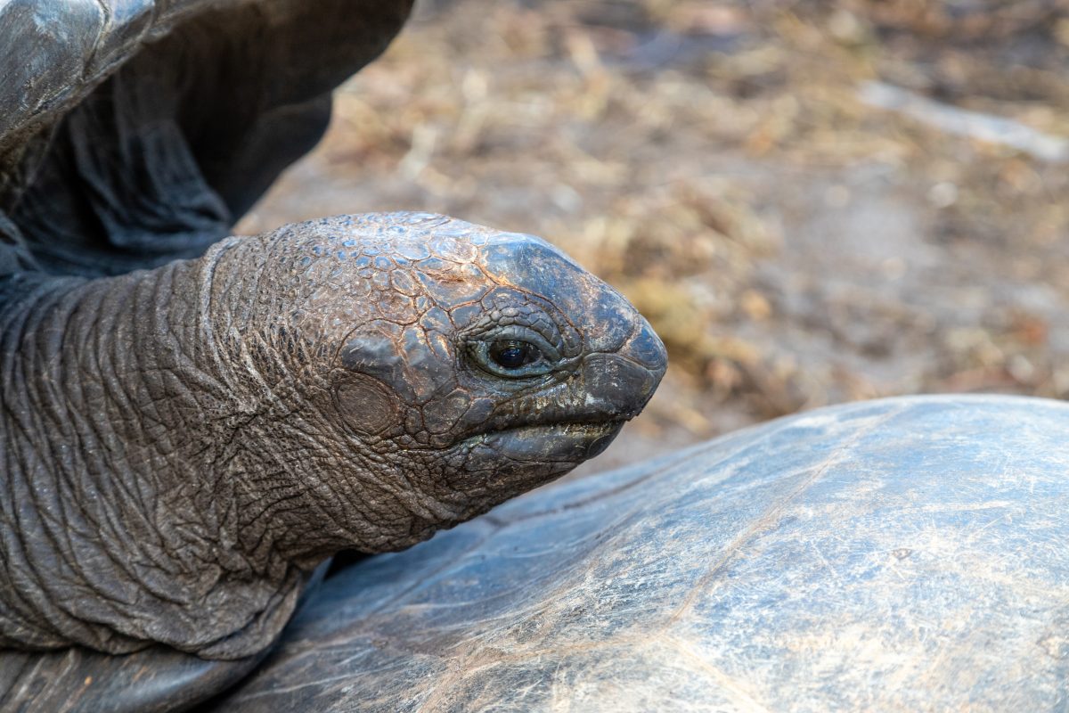 Zoo und Tierpark Berlin