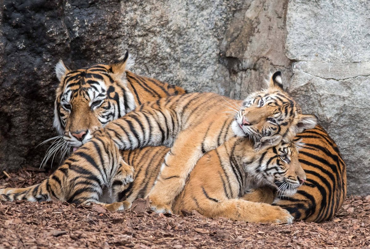 Tierpark Berlin