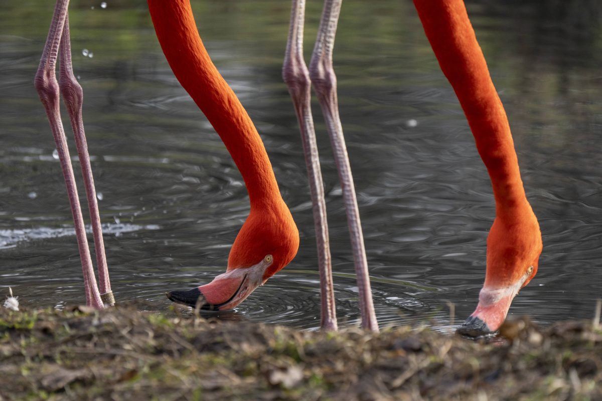 Tierpark Berlin