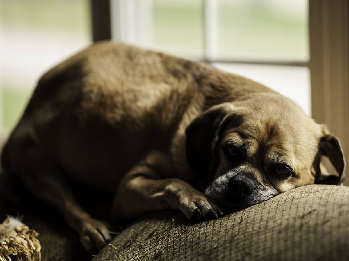 Airbnb: Mit Hunden verreist – bei der Ankunft fällt Herrchen vom Glauben ab