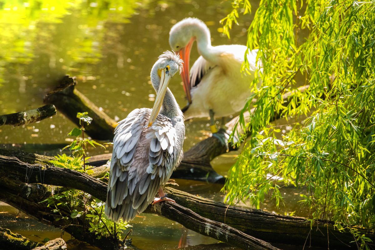 Tierpark Berlin