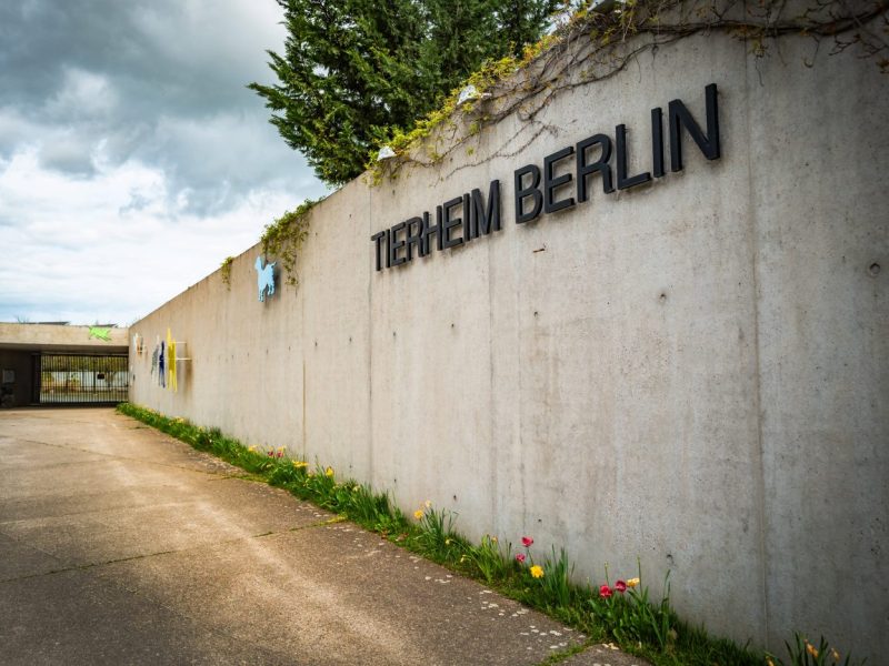 Tierheim Berlin: Tierliebhaber sind schockiert – „Leon muss für seine Optik leiden“