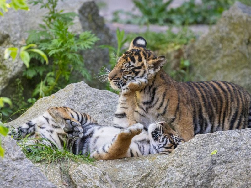 Tierpark Berlin: Sorge um Tiger-Zwillinge – Mitarbeiter durften wochenlang nicht ins Gehege