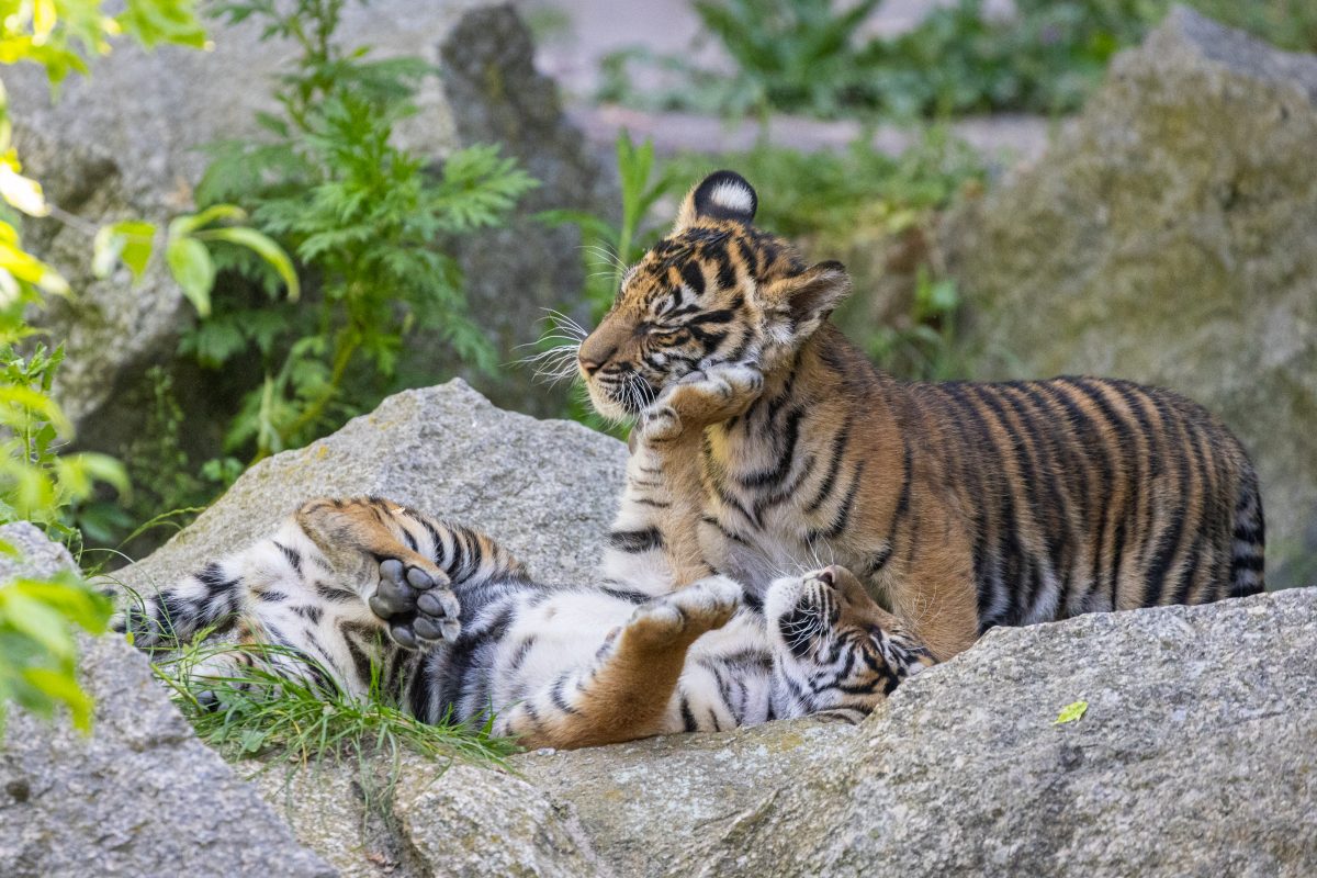 Tierpark Berlin