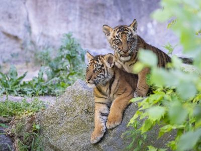 Die Tiger-Zwillinge Ede und Kuno im Tierpark Berlin