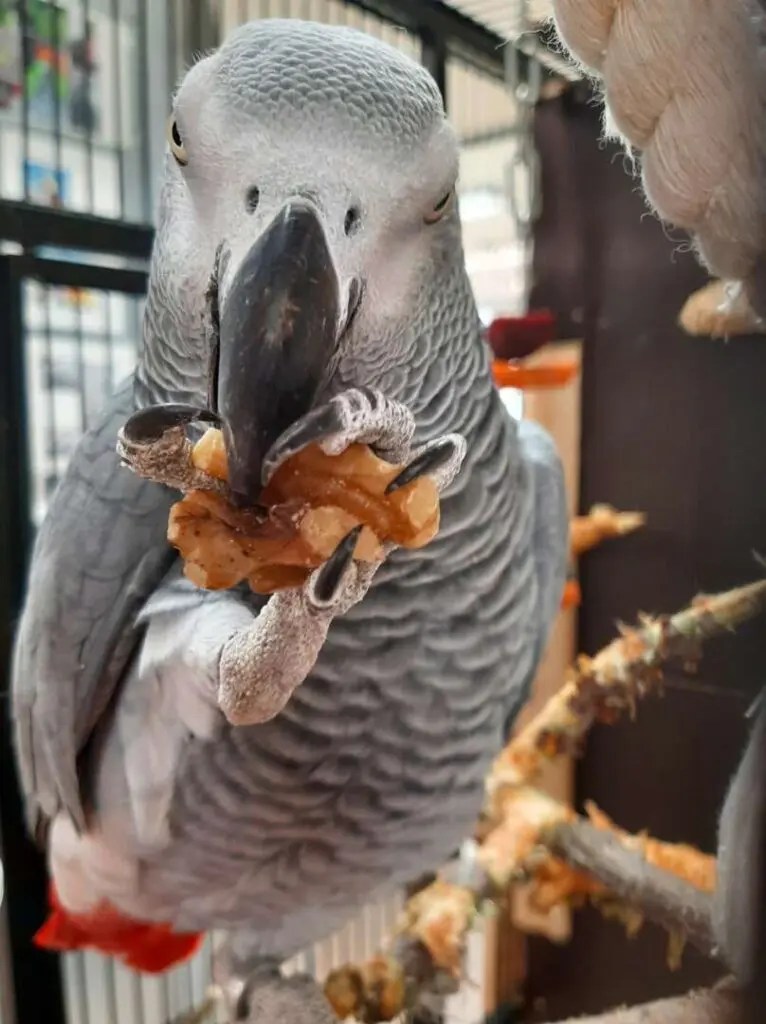 Alfred wohnt derzeit im Tierheim Berlin.