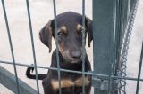 Hund in Berlin