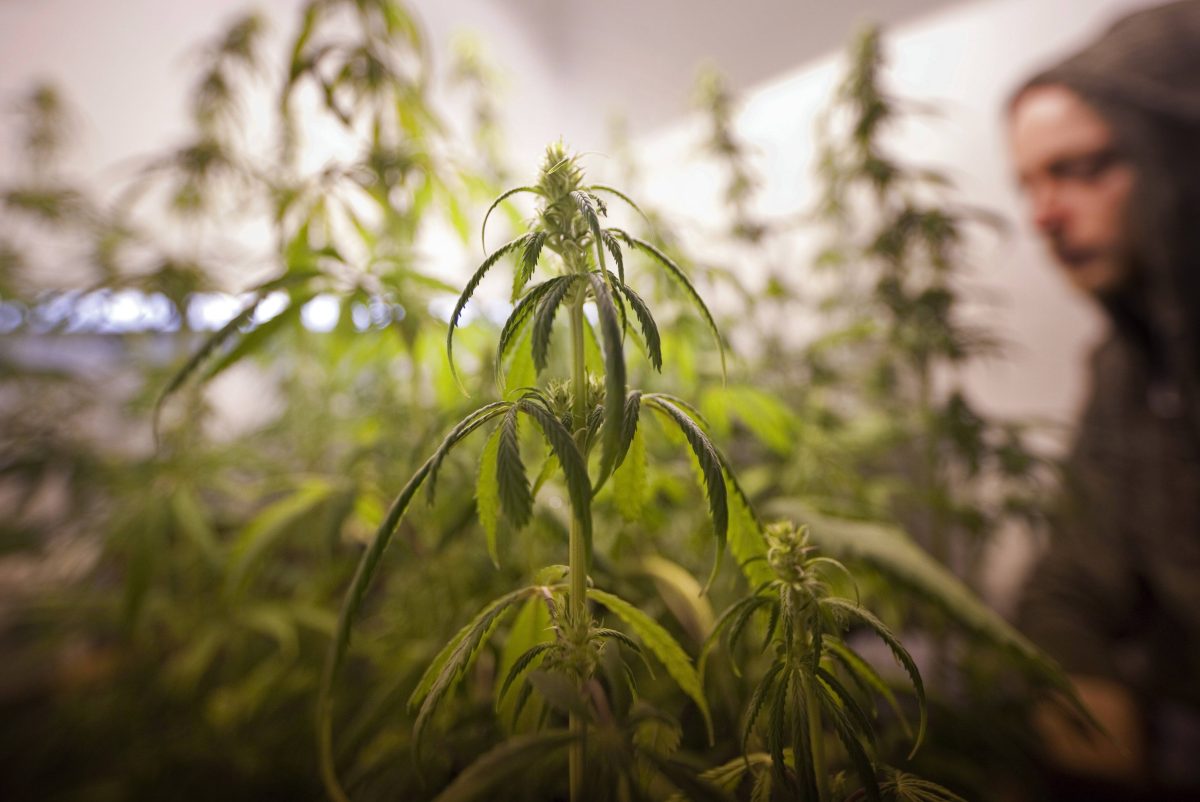 Cannabis in Berlin