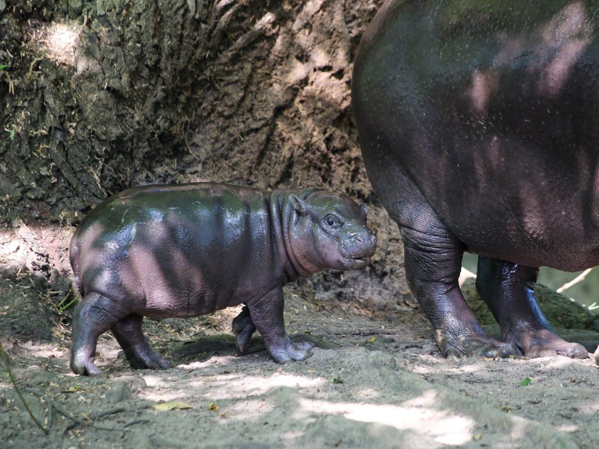 Zoo Berlin