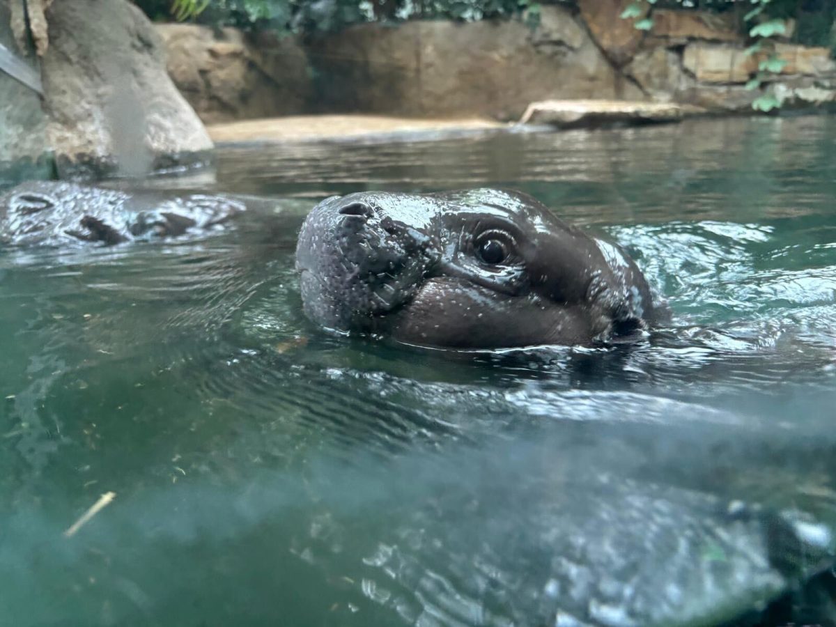 Am 29. Oktober ging es für die kleine Hippo-Dame das erste Mal vor Publikum auf Tauchgang. Immer wieder taucht Toni auf um Luft zu holen.