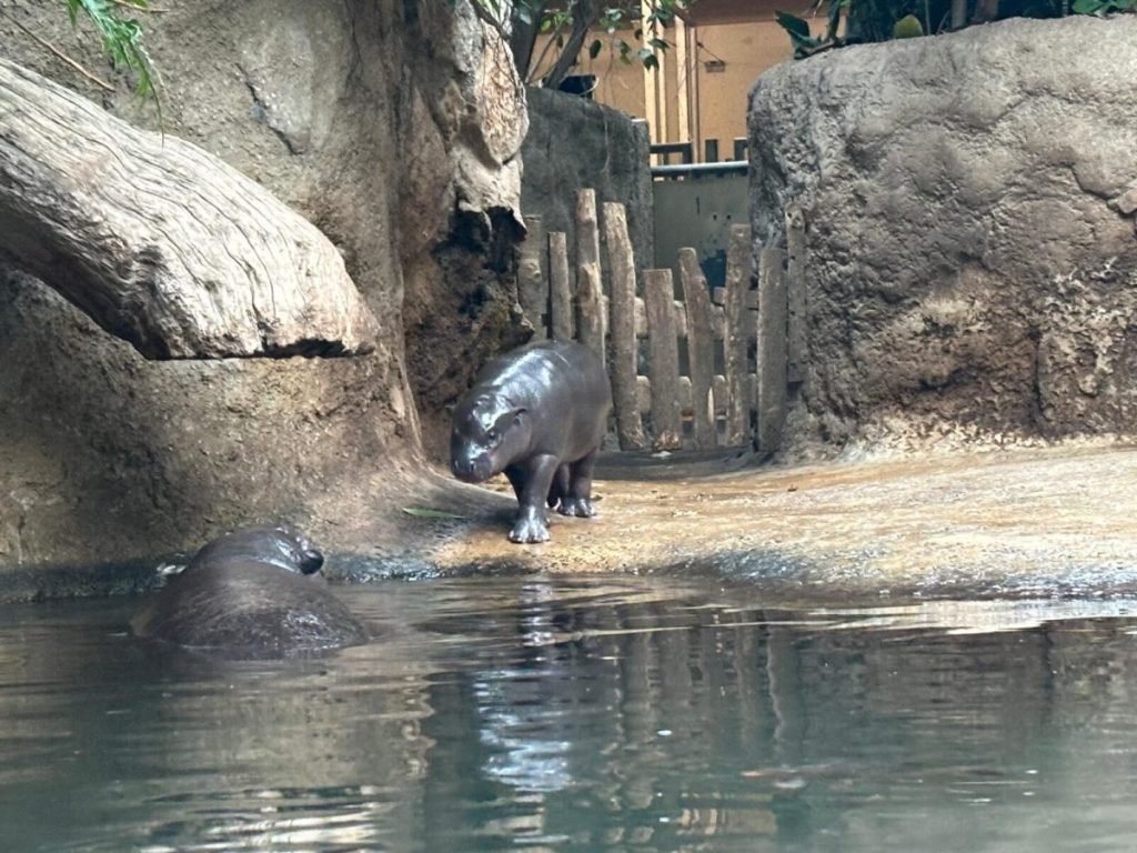 Gemeinsam mit Mama Debbie ging es zum ersten Mal vor Publikum ins tiefe Wasser.
