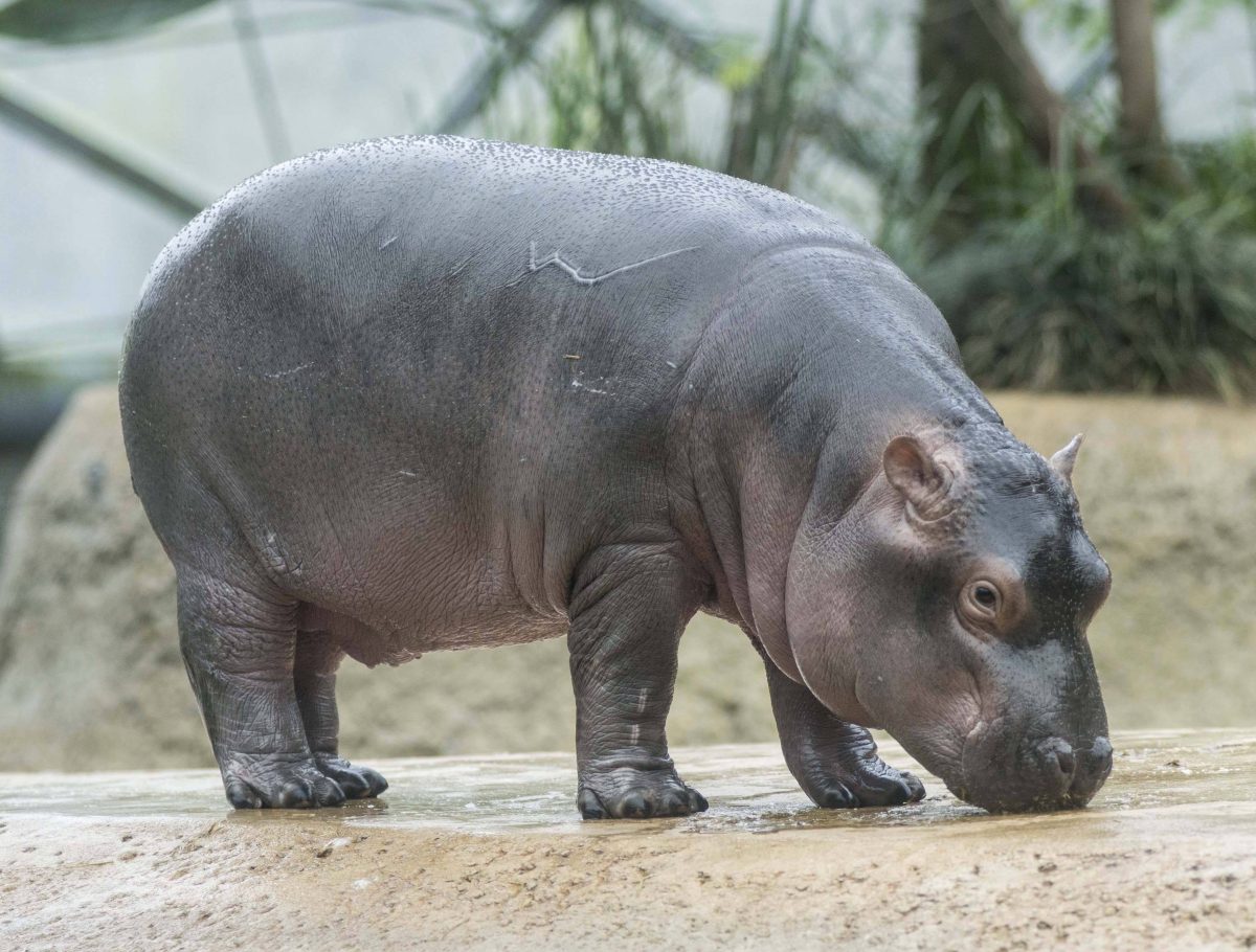Zoo Berlin