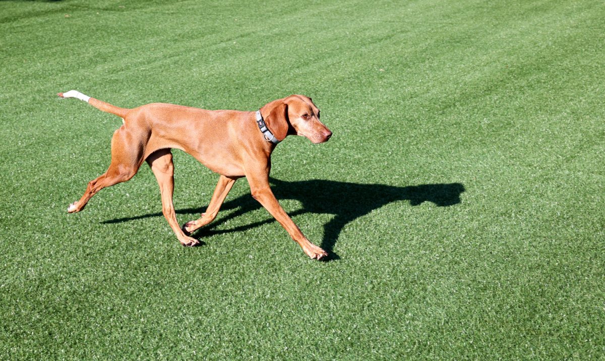 Hund in Berlin