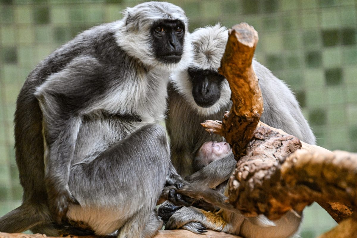 Zoo Berlin