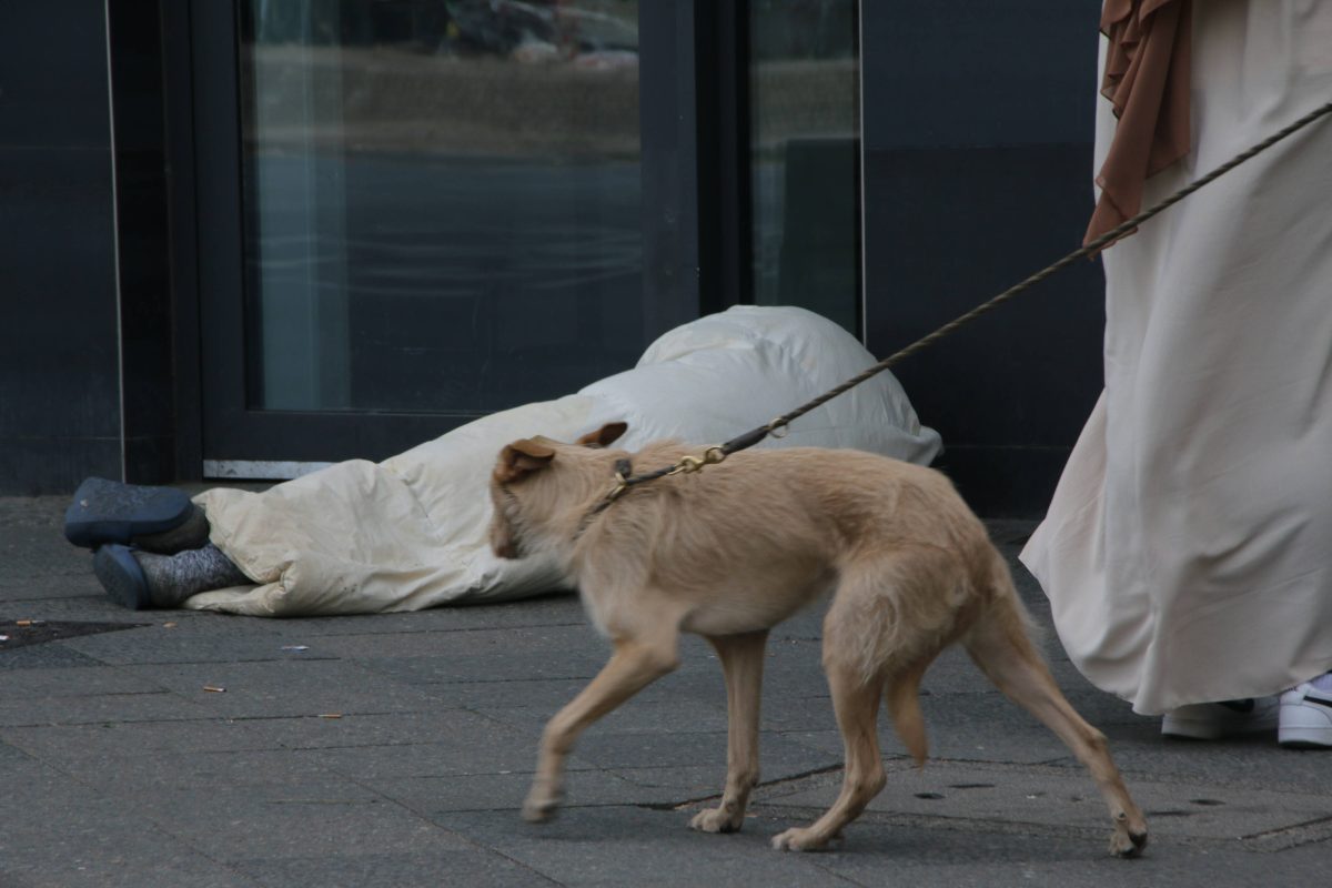 Hund in Berlin