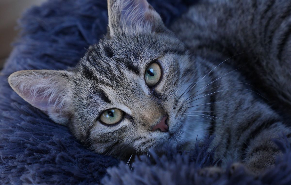 Ein Pfleger im Tierheim Berlin unternahm eine besondere Rettungsaktion für eine Katze. (Symbolbild)