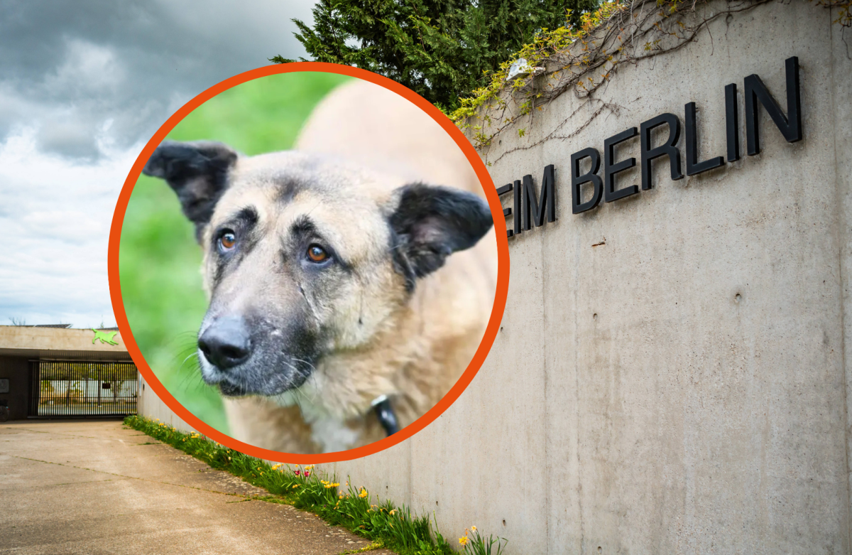 Tierheim Berlin